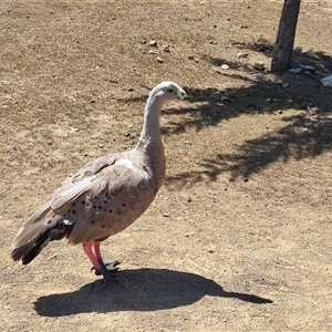 Cereopsis novaehollandiae (Cape Barren Goose) at Maria Island, TAS by LyndalT