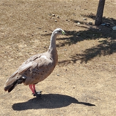 Cereopsis novaehollandiae (Cape Barren Goose) at Maria Island, TAS - 11 Nov 2024 by LyndalT