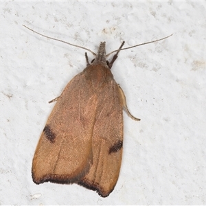 Tortricopsis uncinella at Melba, ACT - 11 Nov 2024