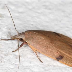 Tortricopsis uncinella at Melba, ACT - 11 Nov 2024 11:40 PM