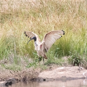 Threskiornis molucca at Dunlop, ACT - 12 Nov 2024