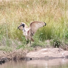 Threskiornis molucca at Dunlop, ACT - 12 Nov 2024 11:04 AM