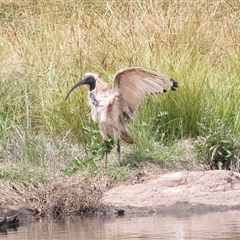 Threskiornis molucca at Dunlop, ACT - 12 Nov 2024 11:04 AM