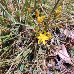 Bulbine sp. at Maria Island, TAS - 11 Nov 2024 by LyndalT