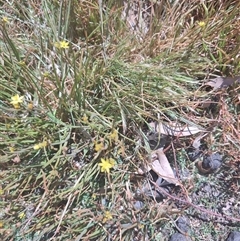 Bulbine sp. at Maria Island, TAS - 11 Nov 2024 11:06 AM