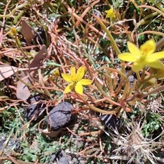 Bulbine sp. at Maria Island, TAS - 11 Nov 2024 11:06 AM