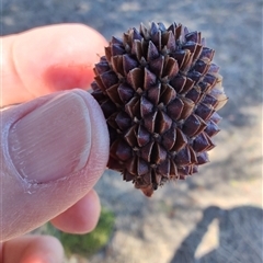 Allocasuarina verticillata (Drooping Sheoak) at Maria Island, TAS - 11 Nov 2024 by LyndalT