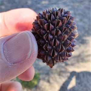 Allocasuarina verticillata (Drooping Sheoak) at Maria Island, TAS by LyndalT