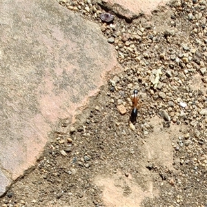 Camponotus nigriceps at Maria Island, TAS - 11 Nov 2024 12:07 PM