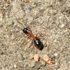 Camponotus nigriceps at Maria Island, TAS - 11 Nov 2024 12:07 PM