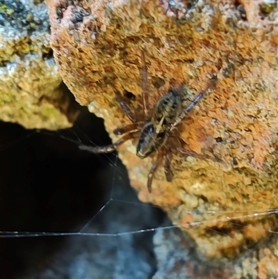 Artoria sp. (genus) at Maria Island, TAS - 11 Nov 2024 by LyndalT