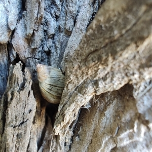 Bothriembryon tasmanicus (Tasmanian Tapered Snail) at Maria Island, TAS by LyndalT