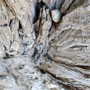 Bothriembryon tasmanicus at Maria Island, TAS - 11 Nov 2024