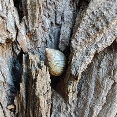 Bothriembryon tasmanicus at Maria Island, TAS - 11 Nov 2024