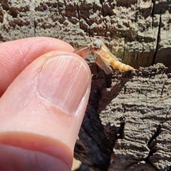 Gelechioidea (superfamily) at Maria Island, TAS - 11 Nov 2024 by LyndalT