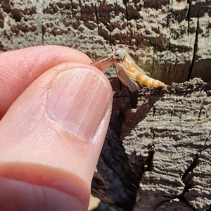 Gelechioidea (superfamily) at Maria Island, TAS by LyndalT