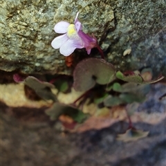 Lobelia sp. at Maria Island, TAS - 11 Nov 2024 by LyndalT