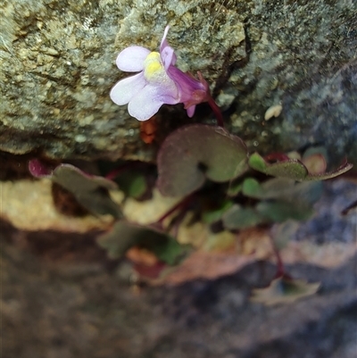 Lobelia sp. at Maria Island, TAS - 11 Nov 2024 by LyndalT