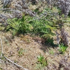 Pteridium esculentum (Bracken) at Maria Island, TAS - 11 Nov 2024 by LyndalT