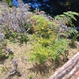 Pteridium esculentum at Maria Island, TAS - 11 Nov 2024