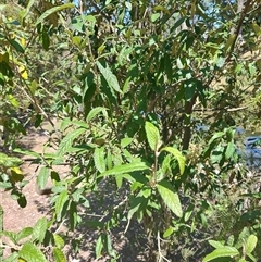 Pomaderris apetala at Maria Island, TAS - 11 Nov 2024 by LyndalT