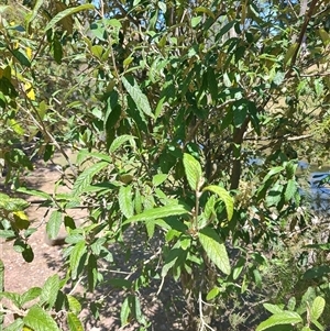 Pomaderris apetala at Maria Island, TAS by LyndalT