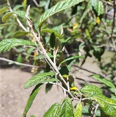 Pomaderris apetala at Maria Island, TAS - 11 Nov 2024