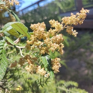 Pomaderris apetala at Maria Island, TAS - 11 Nov 2024