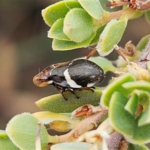 Bathyllus albicinctus at Whitlam, ACT - 12 Nov 2024