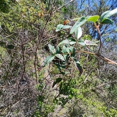 Clematis sp. at Maria Island, TAS - 11 Nov 2024 by LyndalT