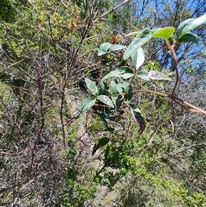 Clematis sp. at Maria Island, TAS by LyndalT