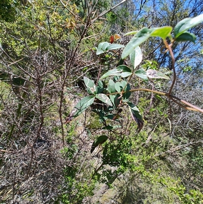 Clematis sp. at Maria Island, TAS - 11 Nov 2024 by LyndalT