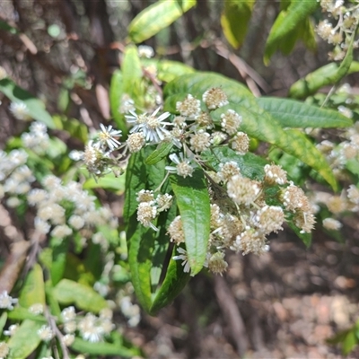 Olearia phlogopappa at Maria Island, TAS - 11 Nov 2024 by LyndalT