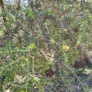 Acacia verticillata at Maria Island, TAS - 11 Nov 2024