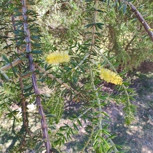 Acacia verticillata at Maria Island, TAS - 11 Nov 2024