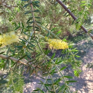 Acacia verticillata at Maria Island, TAS - 11 Nov 2024