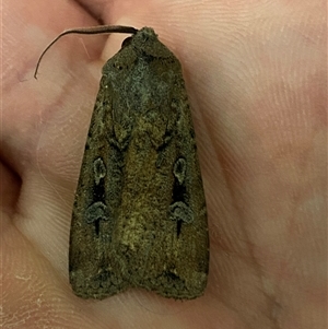 Agrotis infusa at Jerrabomberra, NSW - 10 Nov 2024