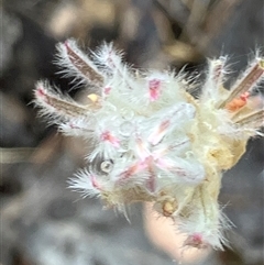 Ptilotus erubescens (Hairy Tails) at Fentons Creek, VIC - 12 Nov 2024 by KL