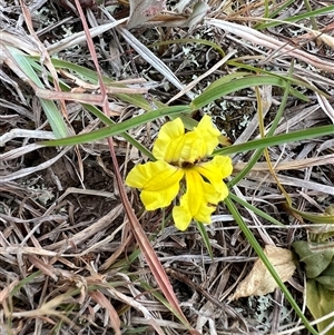 Goodenia hederacea subsp. hederacea at Springrange, NSW - 11 Nov 2024