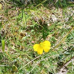 Hibbertia sp. at Maria Island, TAS - 11 Nov 2024 by LyndalT