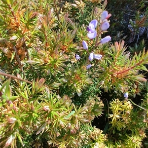 Comesperma volubile (Love Creeper) at Maria Island, TAS by LyndalT