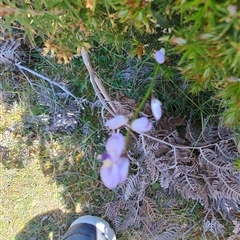 Comesperma volubile at Maria Island, TAS - 11 Nov 2024