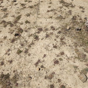Plantago coronopus at Pontypool, TAS - 11 Nov 2024 02:19 PM