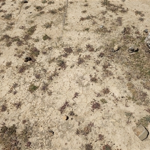 Plantago coronopus at Pontypool, TAS by LyndalT