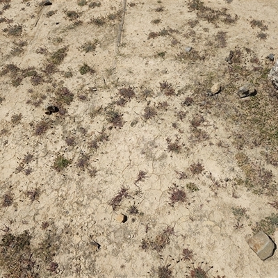 Plantago coronopus at Pontypool, TAS - 11 Nov 2024 by LyndalT