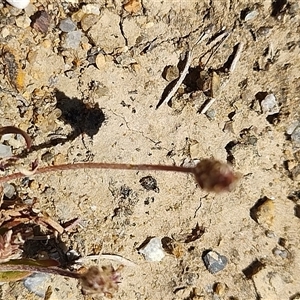 Plantago coronopus at Pontypool, TAS - 11 Nov 2024 02:19 PM