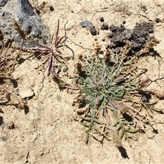Plantago coronopus at Pontypool, TAS - 11 Nov 2024 02:19 PM