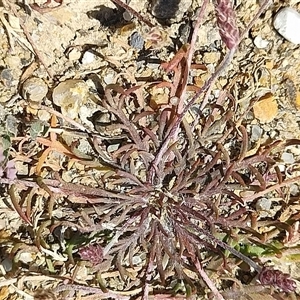 Plantago coronopus at Pontypool, TAS - 11 Nov 2024 02:19 PM