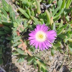 Carpobrotus rossii (Pigface) at Pontypool, TAS - 11 Nov 2024 by LyndalT