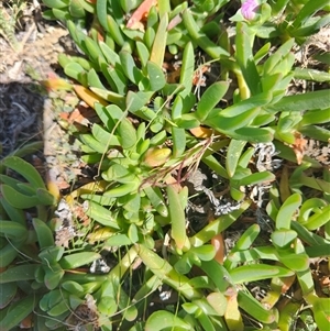 Carpobrotus rossii at Pontypool, TAS - 11 Nov 2024